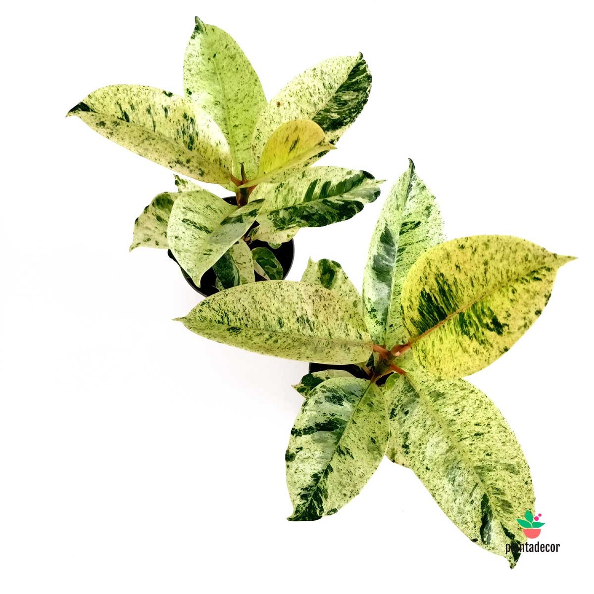 Shivereana Variegated