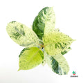 Ficus Elastica Shivereana Variegated