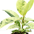 Ficus Elastica Shivereana cuidados