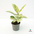 comprar Ficus Elastica Shivereana Variegated