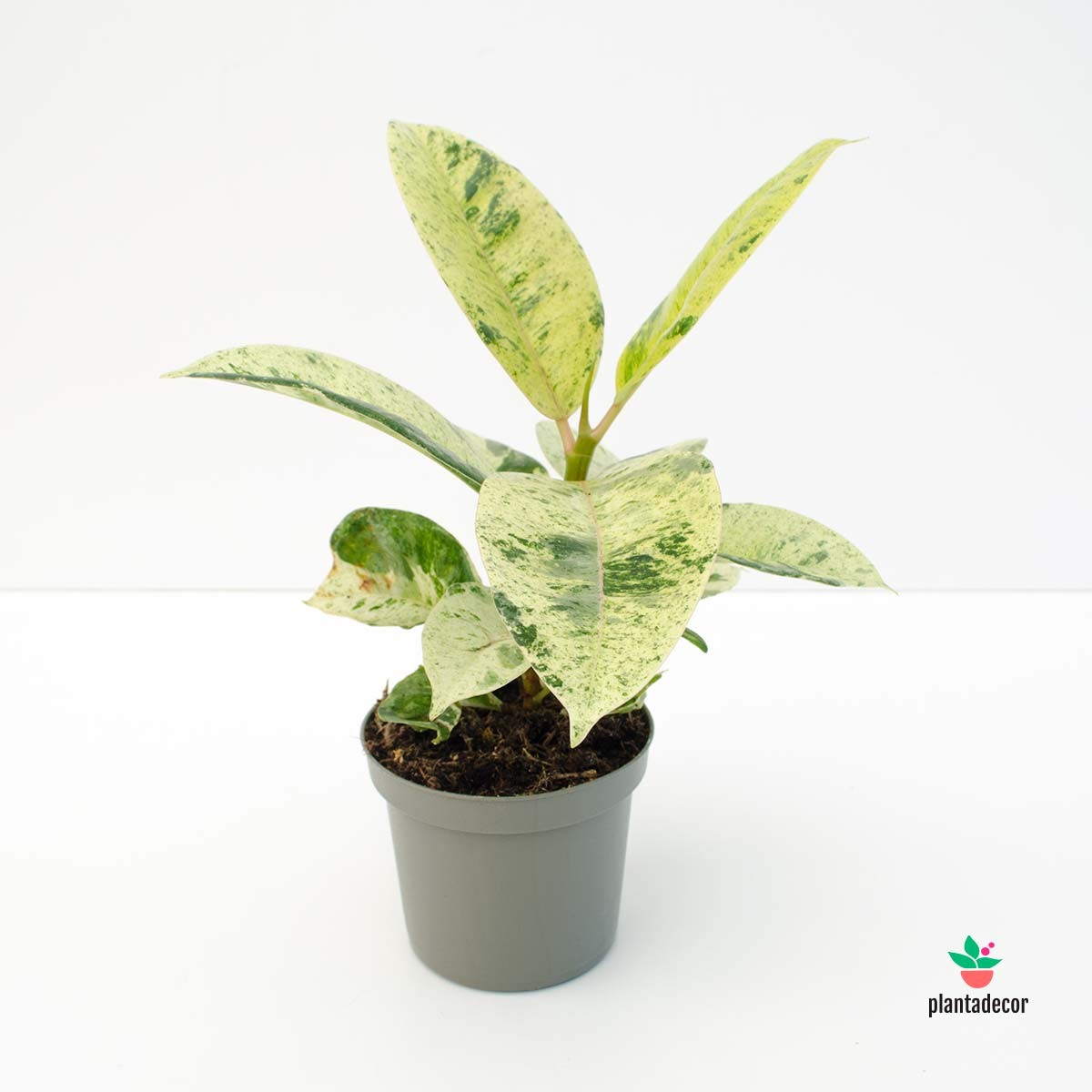 comprar Ficus Elastica Shivereana Variegated