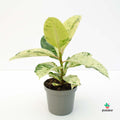 Plantas Variegadas para el salon