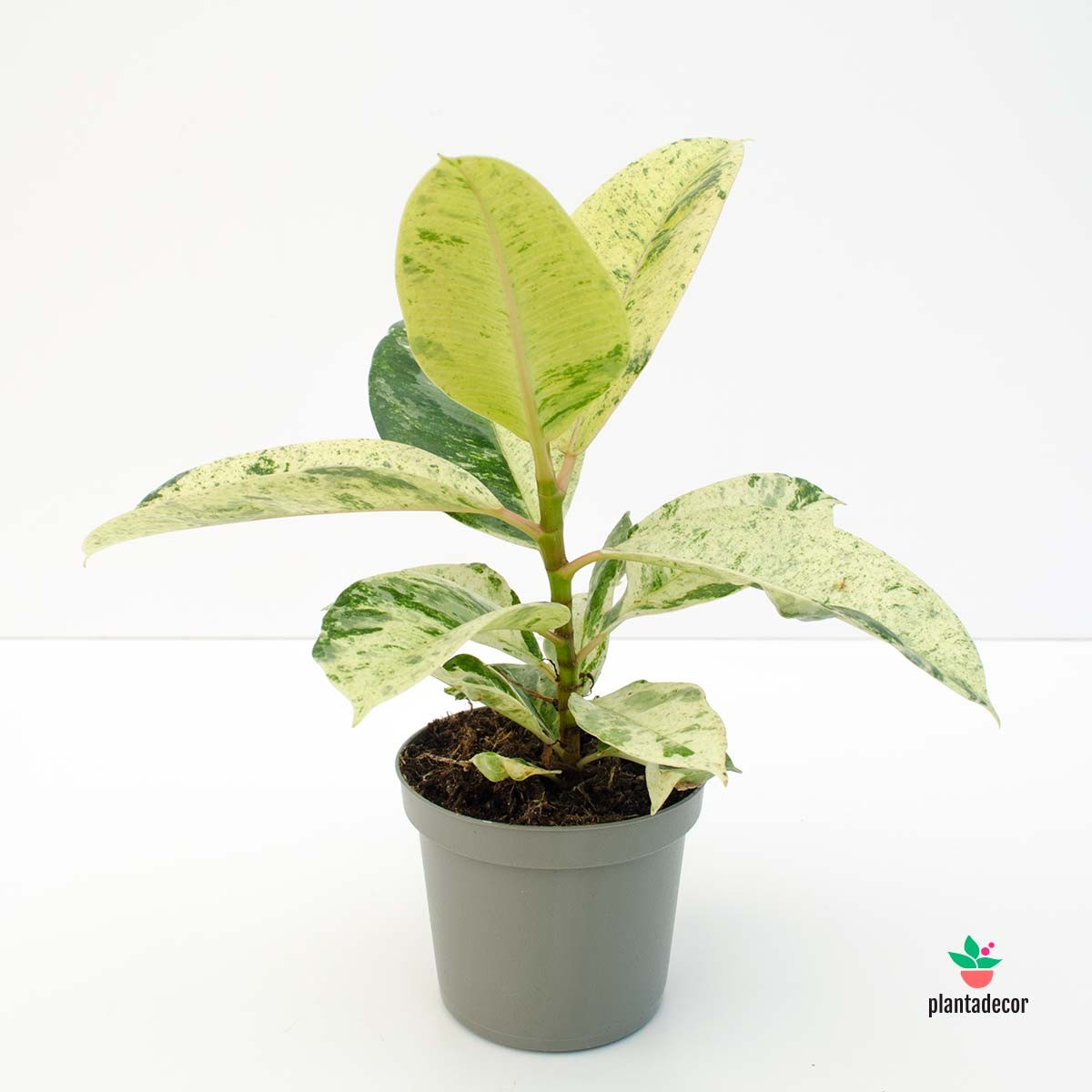 Plantas Variegadas para el salon