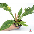 Philodendron 