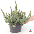 Sedum Furusei