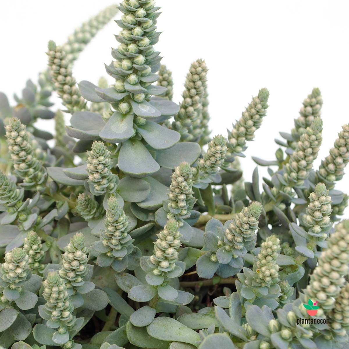 Plantas que florecen en otoño
