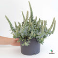 Orostachys Furusei