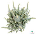 Orostachis
