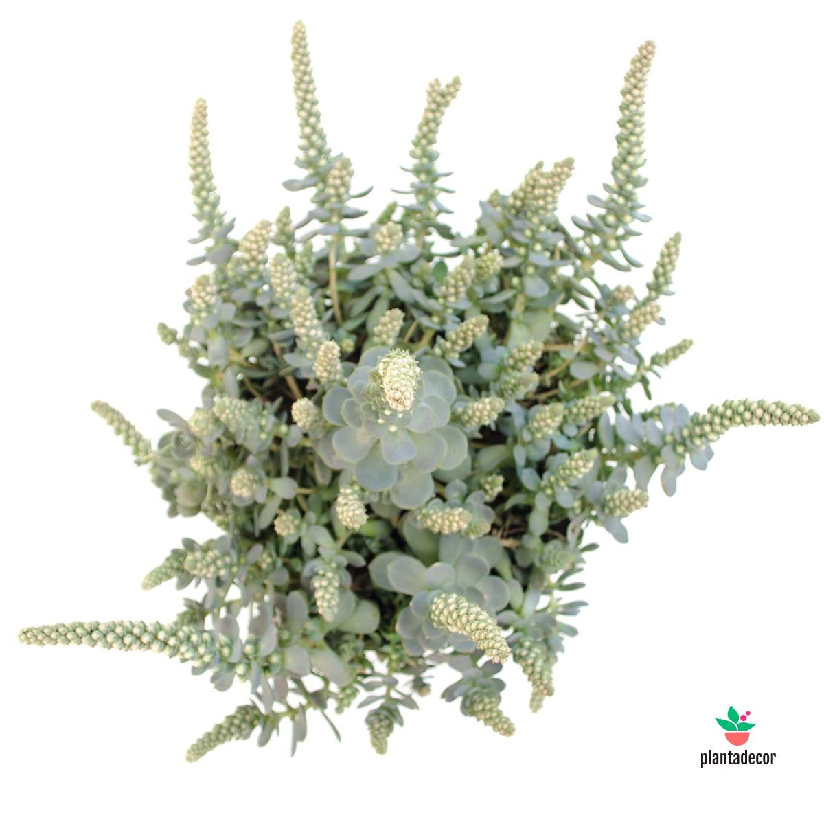 Orostachis