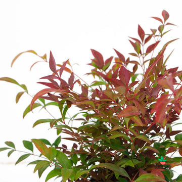 Nandina Seika