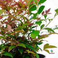Nandina Seika