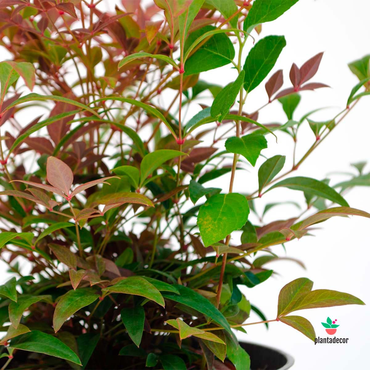 Nandina Seika