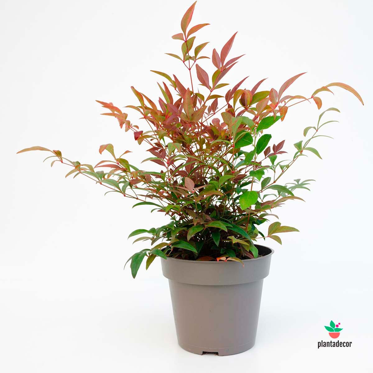 comprar Nandina Seika