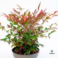 Nandina domestica Seika