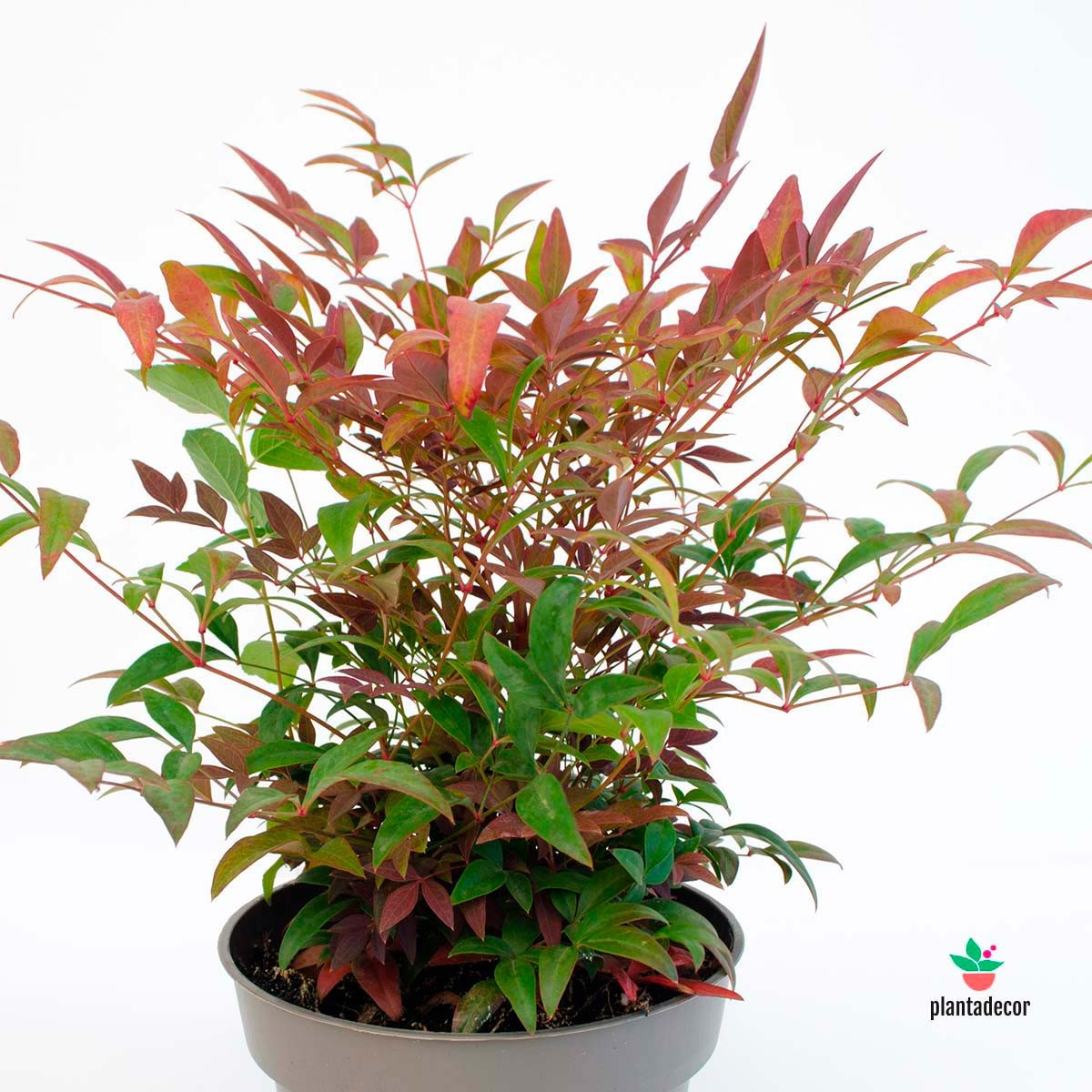 Nandina domestica Seika