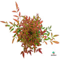 Nandina Seika online
