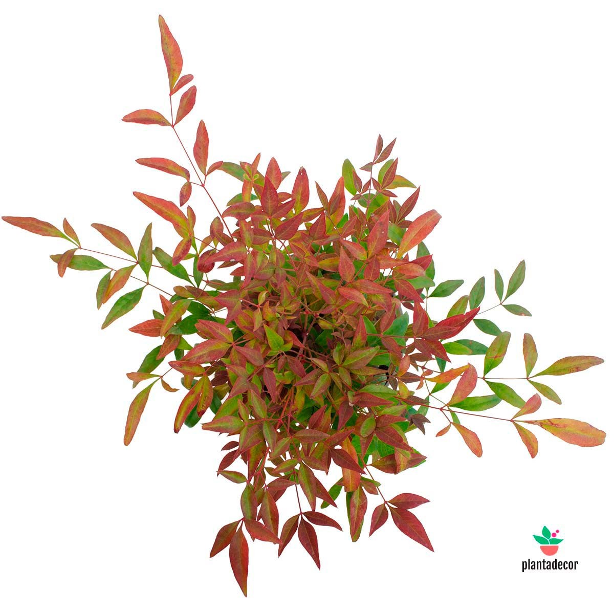Nandina Seika online
