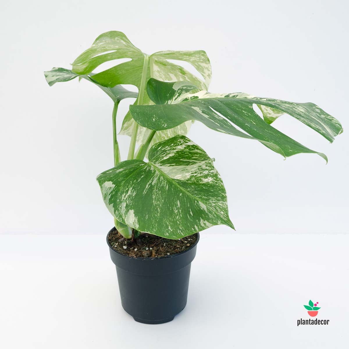 monstera blanca comprar Monstera Deliciosa Variegata – Plantadecor