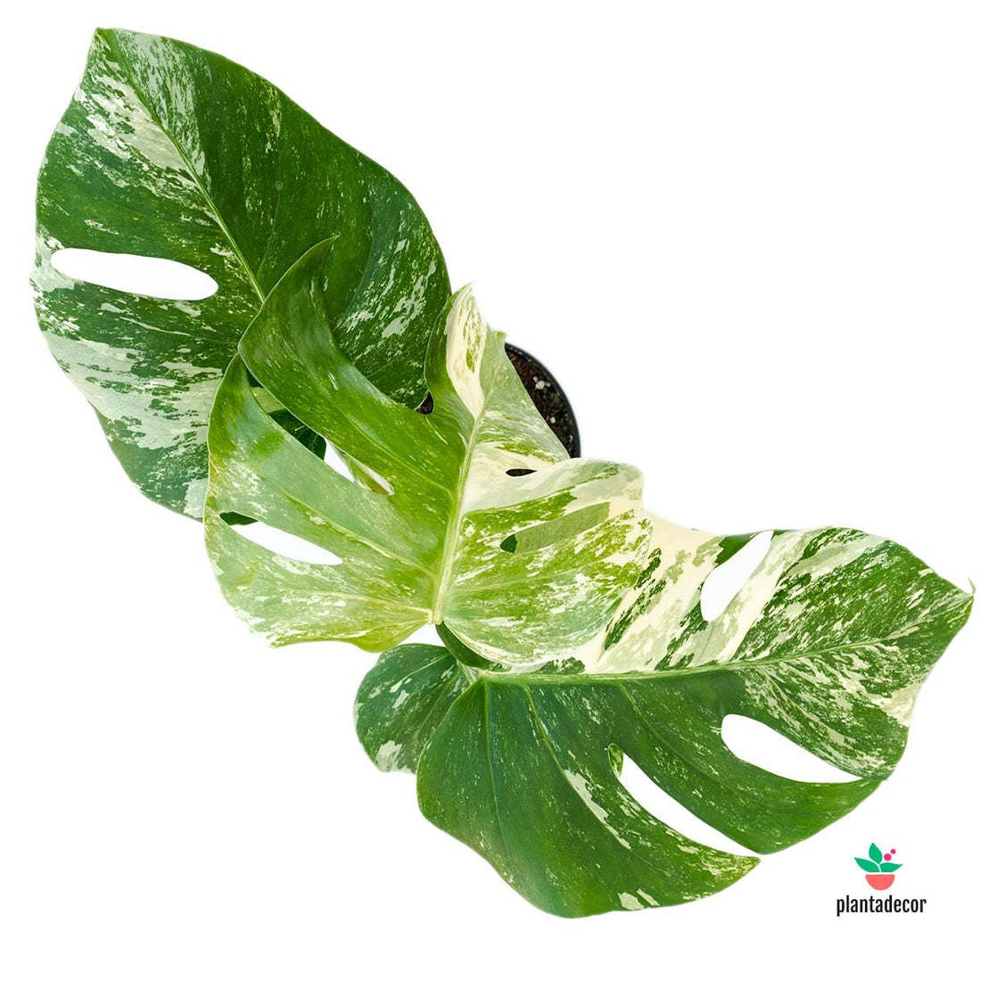 Monstera Deliciosa Variegata comprar online