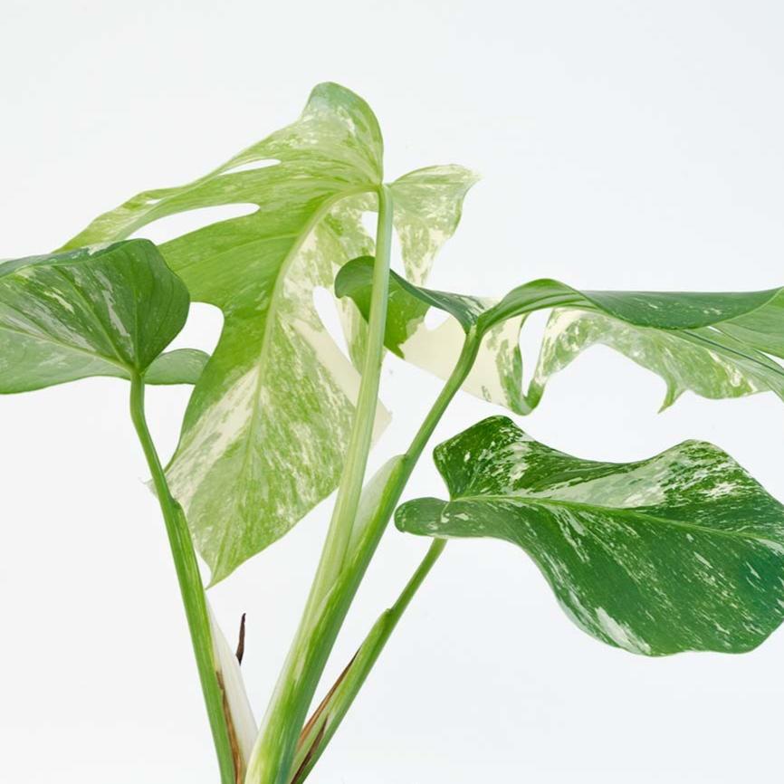 monstera blanca Monstera Deliciosa Variegata – Plantadecor