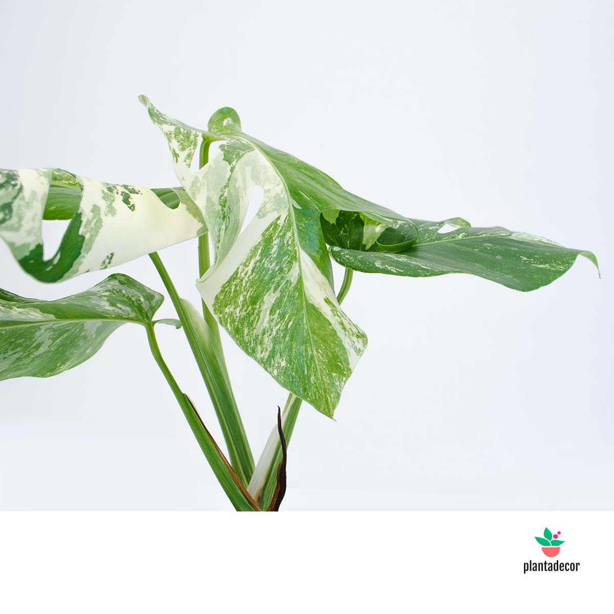 monstera deliciosa comprar Monstera Deliciosa Variegata – Plantadecor