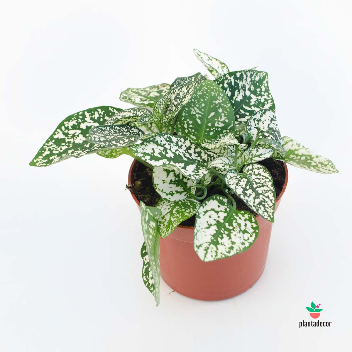 comprar Hypoestes Phyllostachya "White"