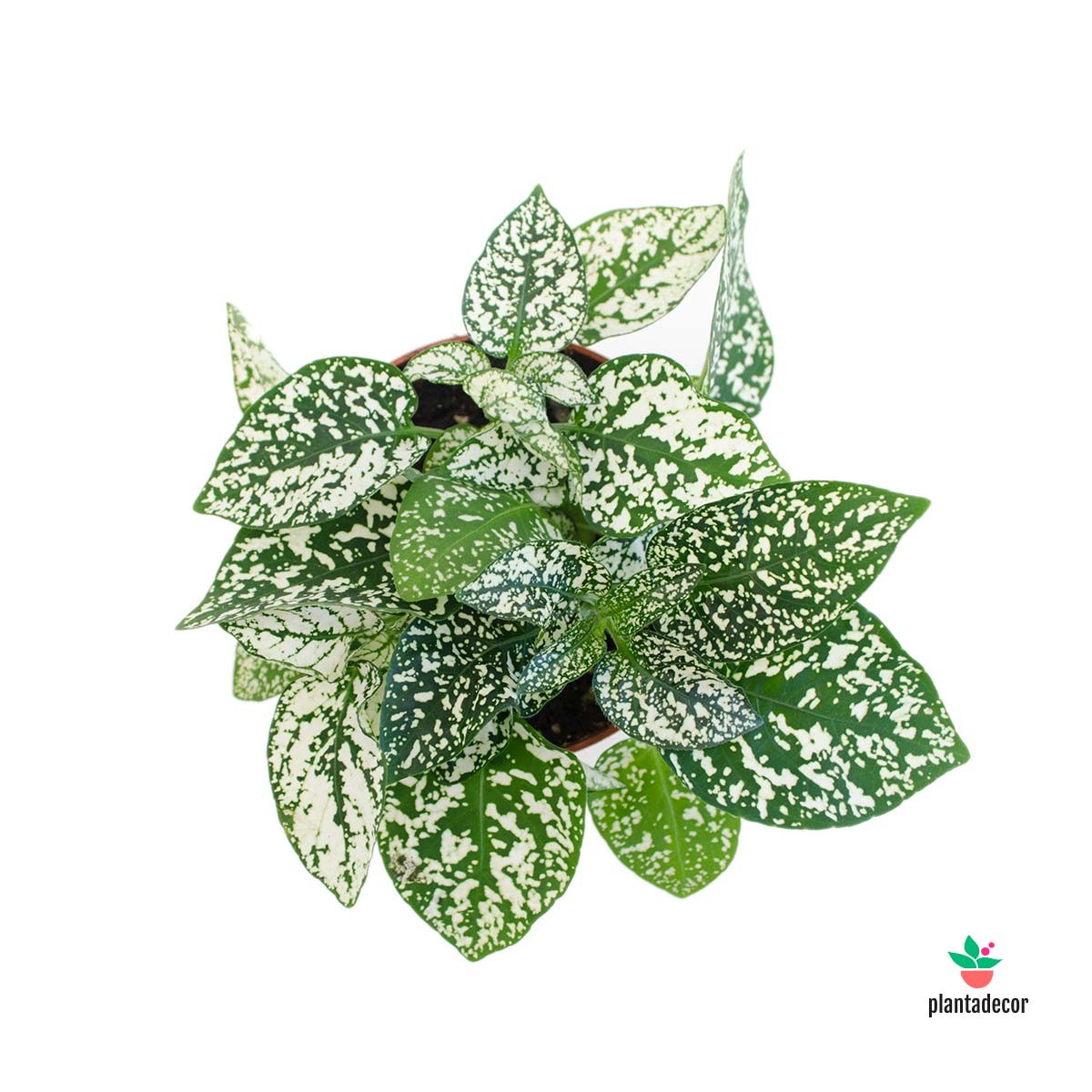 comprar Hypoestes colores