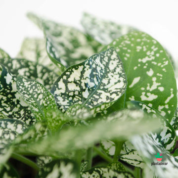 Hypoestes Phyllostachya "White"