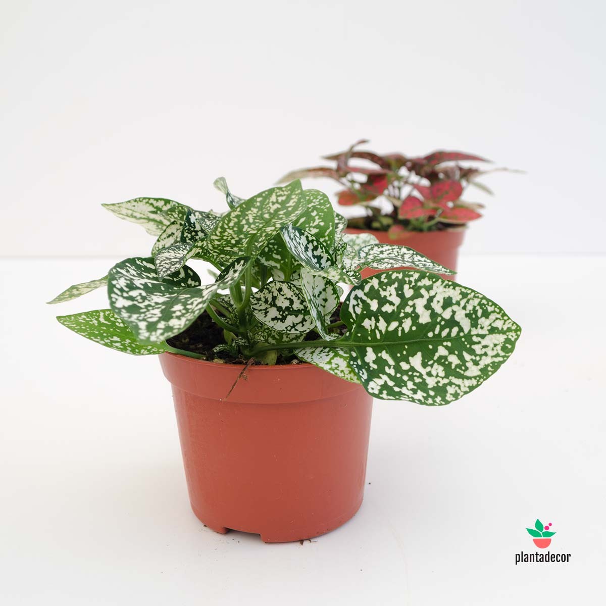 Hypoestes Phyllostachya