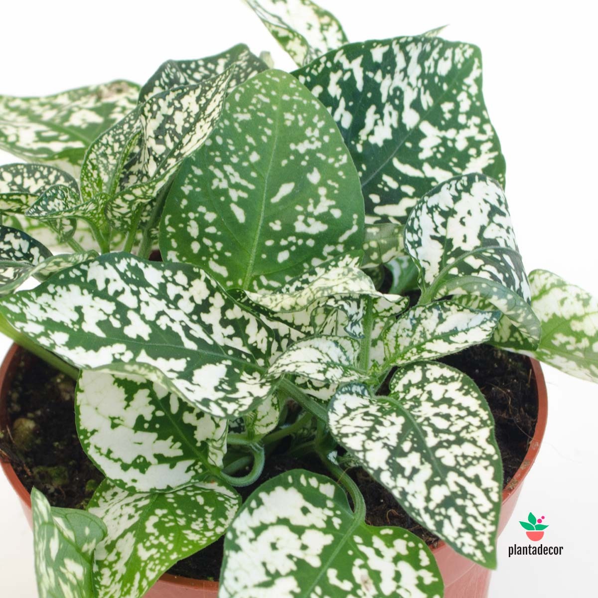 Hypoestes Phyllostachya cuidados