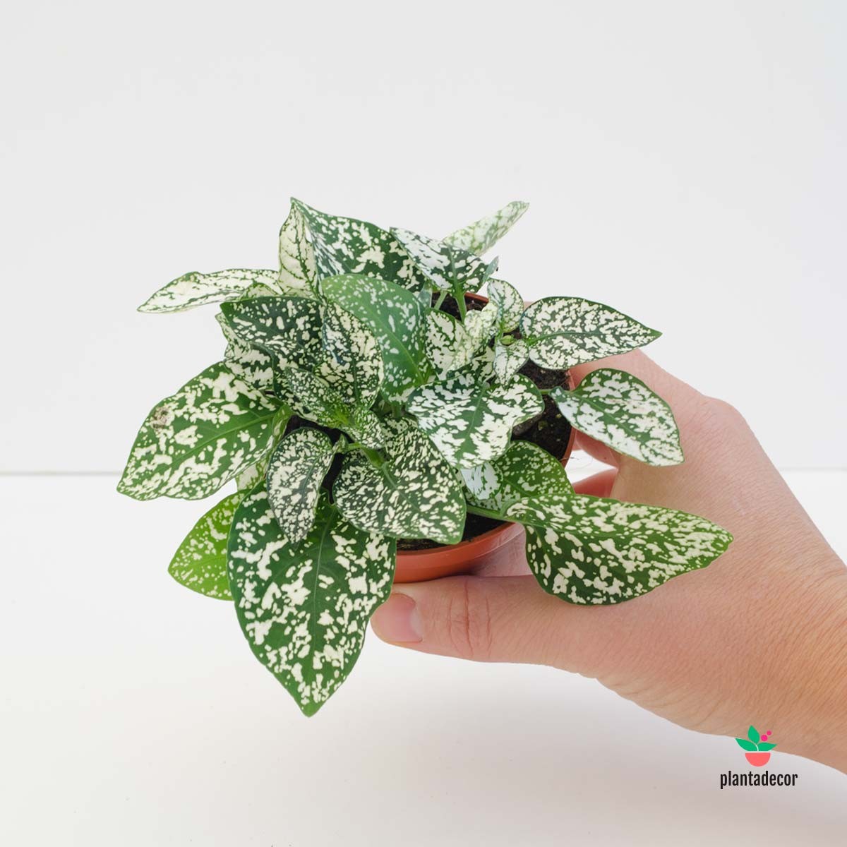 Hypoestes Phyllostachya blanco