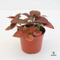 Hypoestes Phyllostachya 