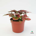 comprar variedades de hypoestes