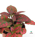 Hypoestes Phyllostachya rojo comprar