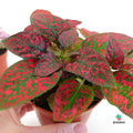 hypoestes rojo