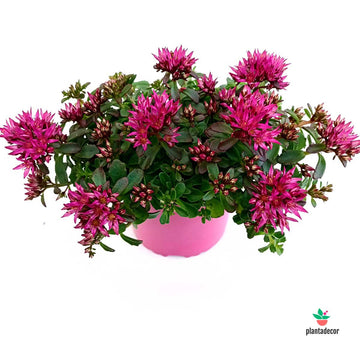 Suculenta Sedum Spurium