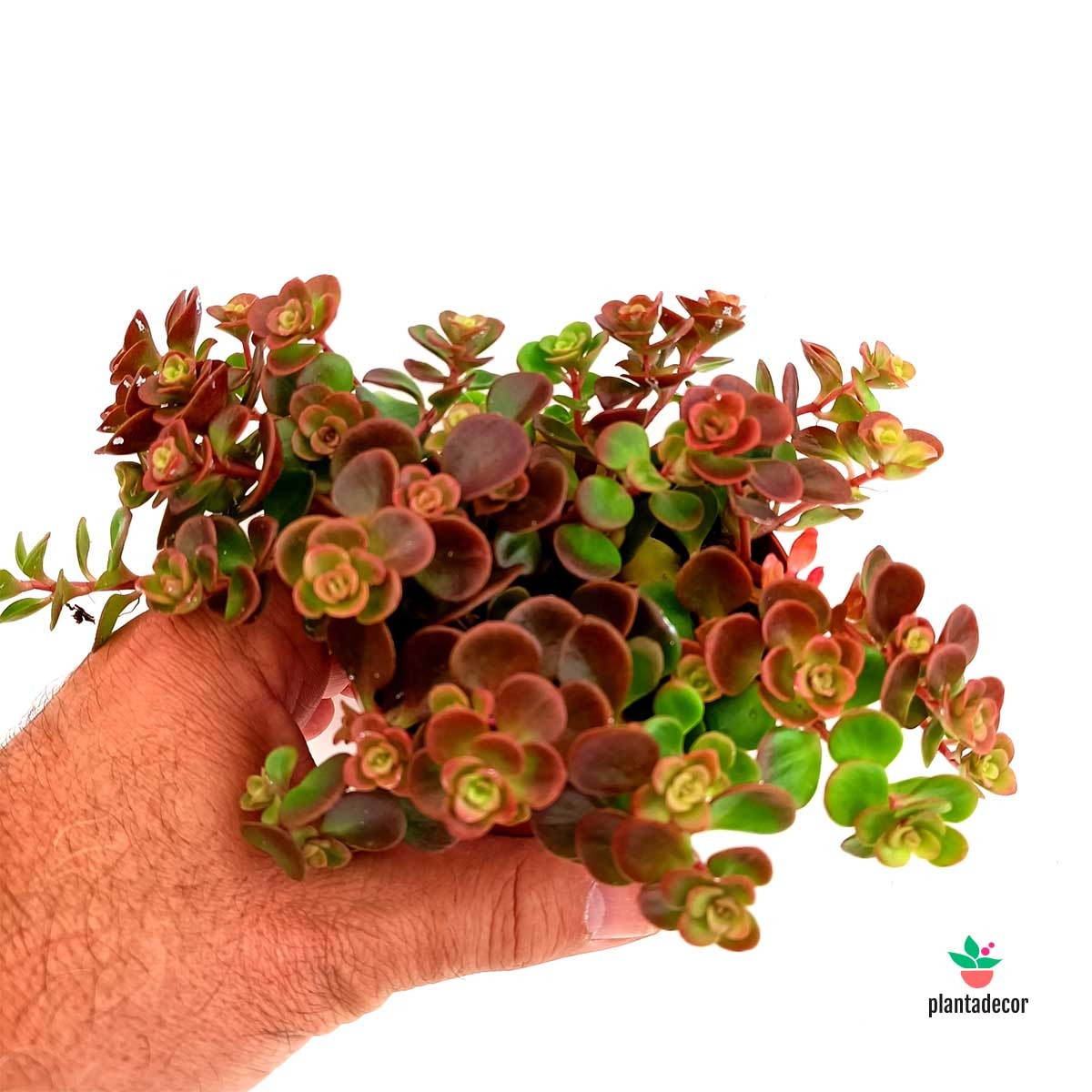 Suculenta Sedum