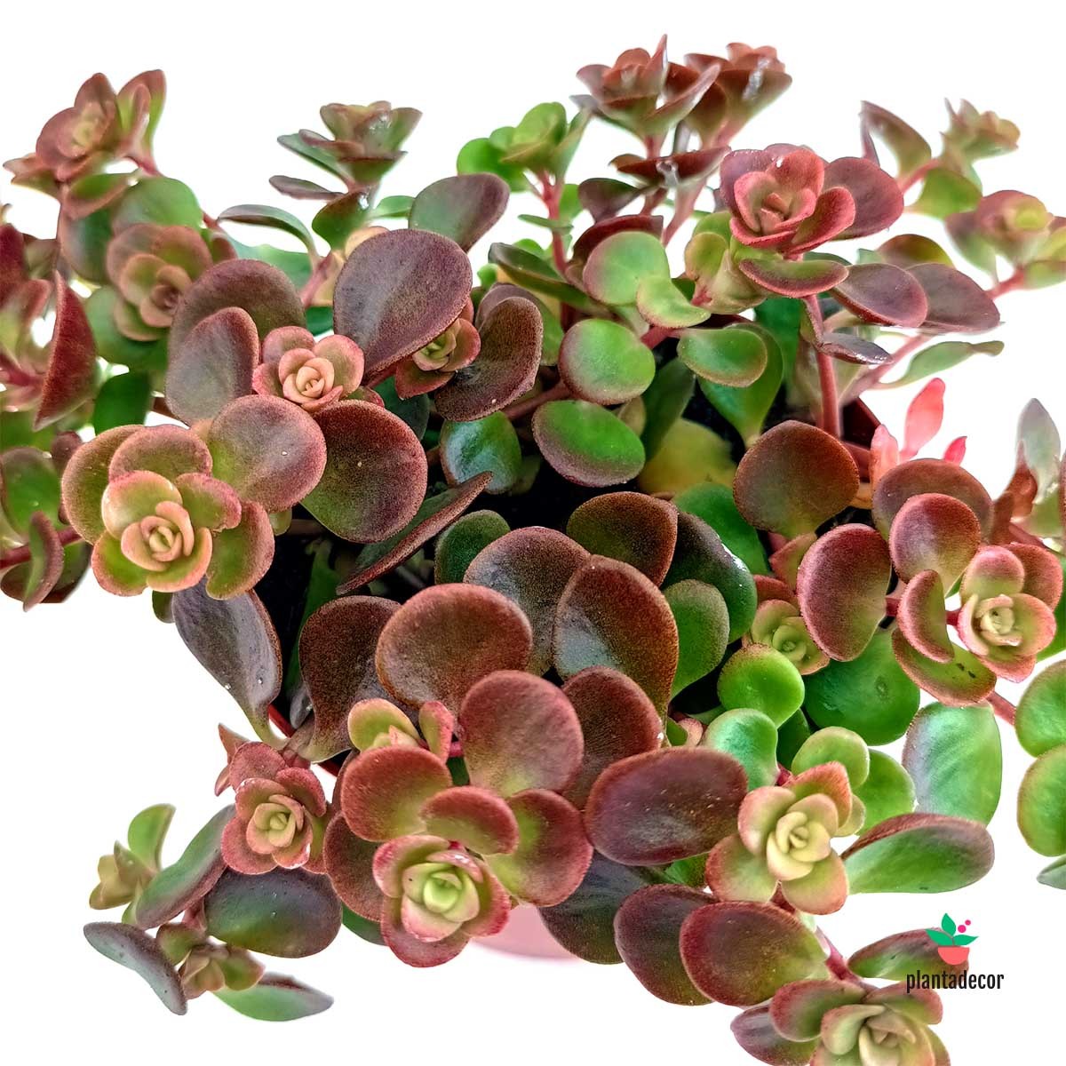 Sedum Tetractinum "Coral Reef"