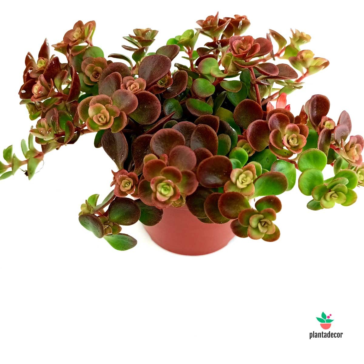 Sedum Tetractinum "Coral