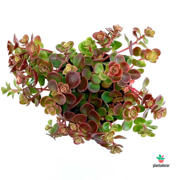 Sedum Tetractinum "Coral Reef"