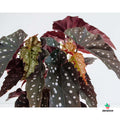 Begonia Lunares