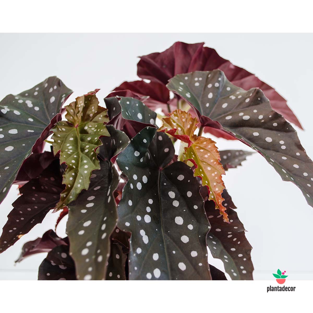 Begonia Lunares