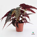 Begonia Black Forest