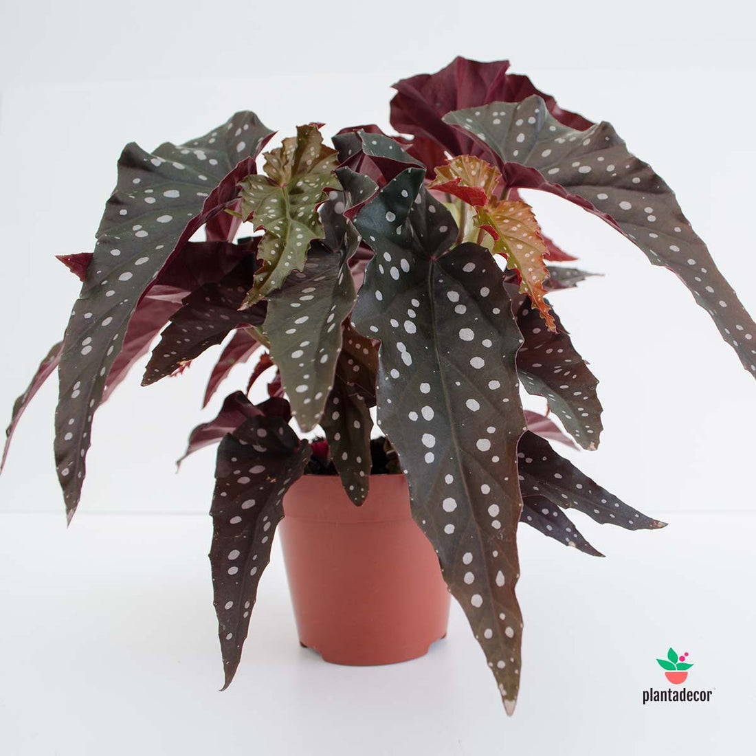 Begonia Maculata 'Black Forest'