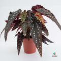 Begonia Maculata 'Black Forest'