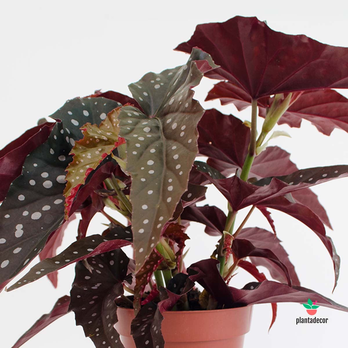 Begonia Maculata Negra