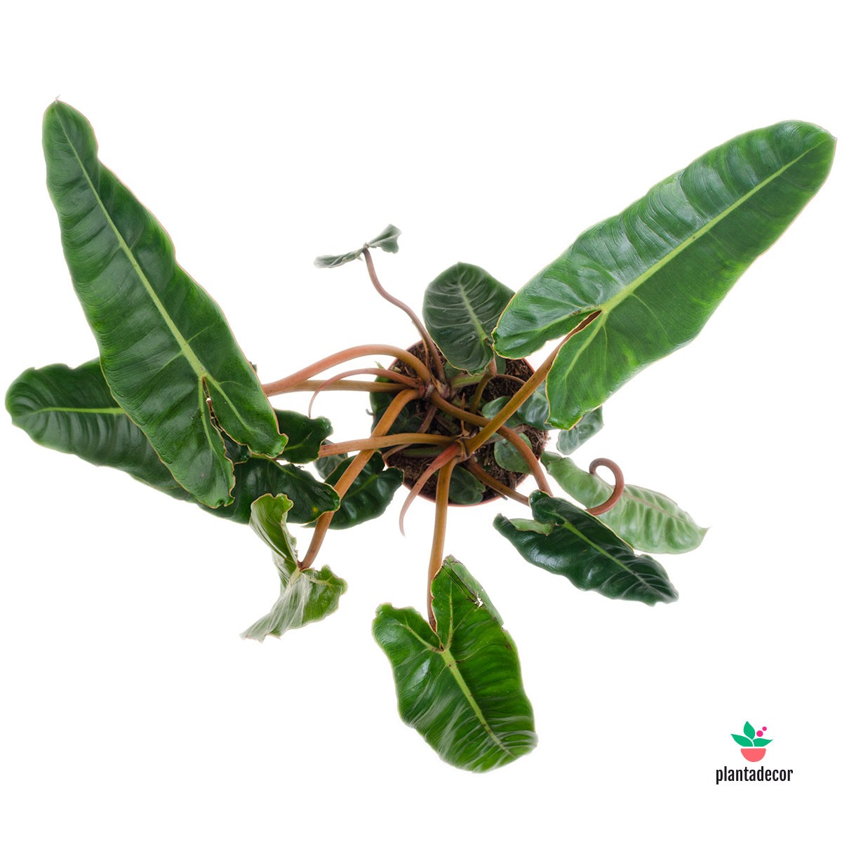 Philodendron Billietiae Croata