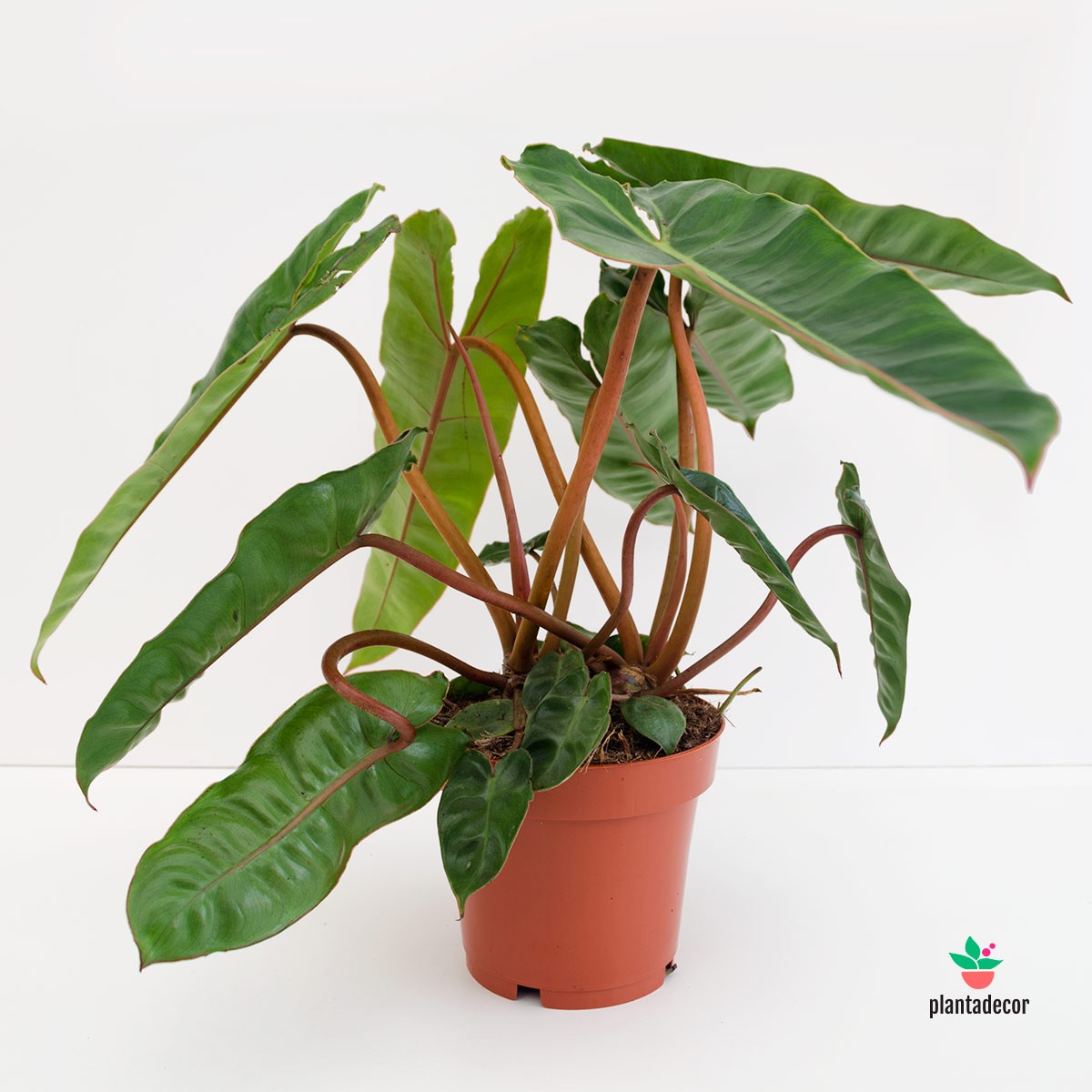 Filodendro Croata Online