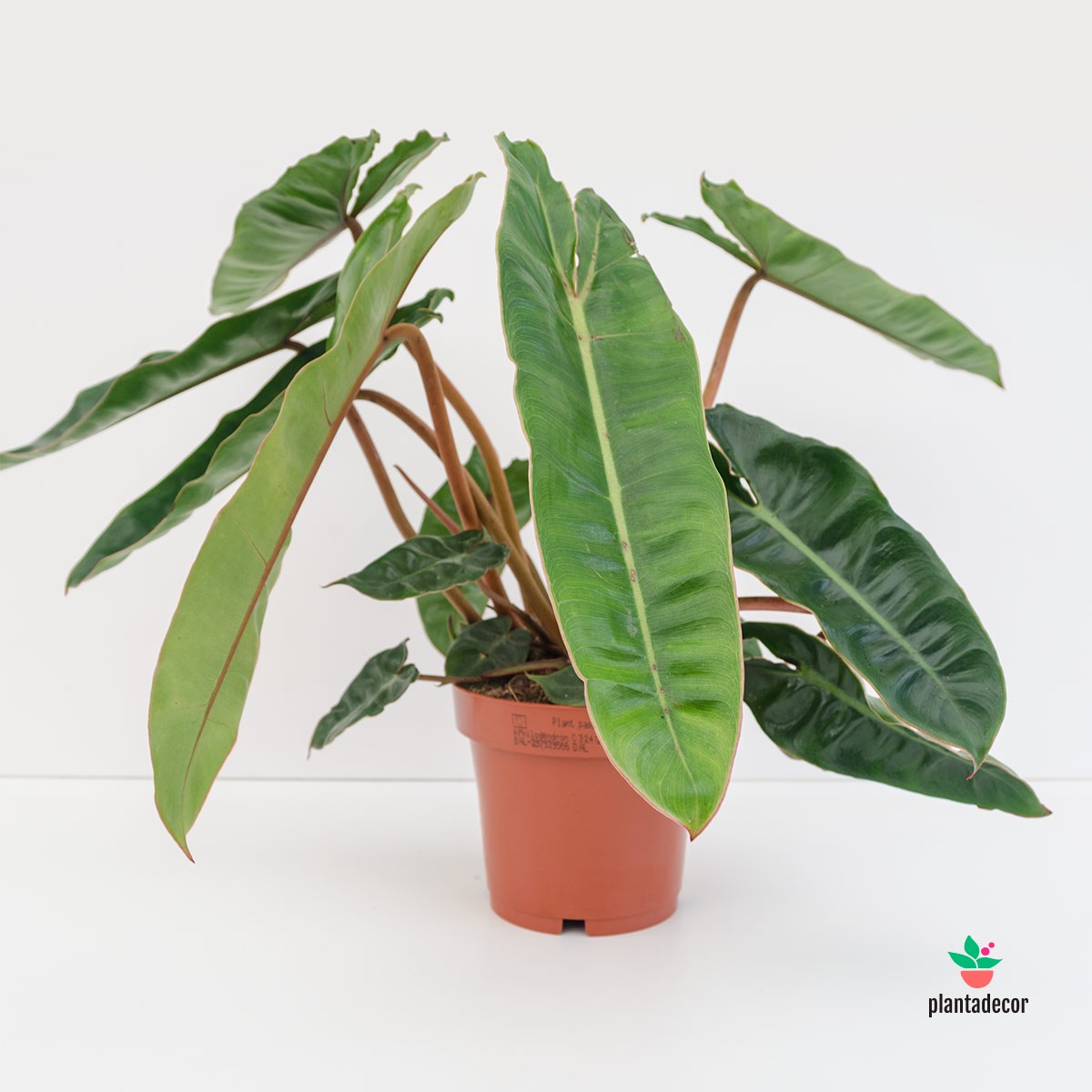 cuidados Filodendro Croata