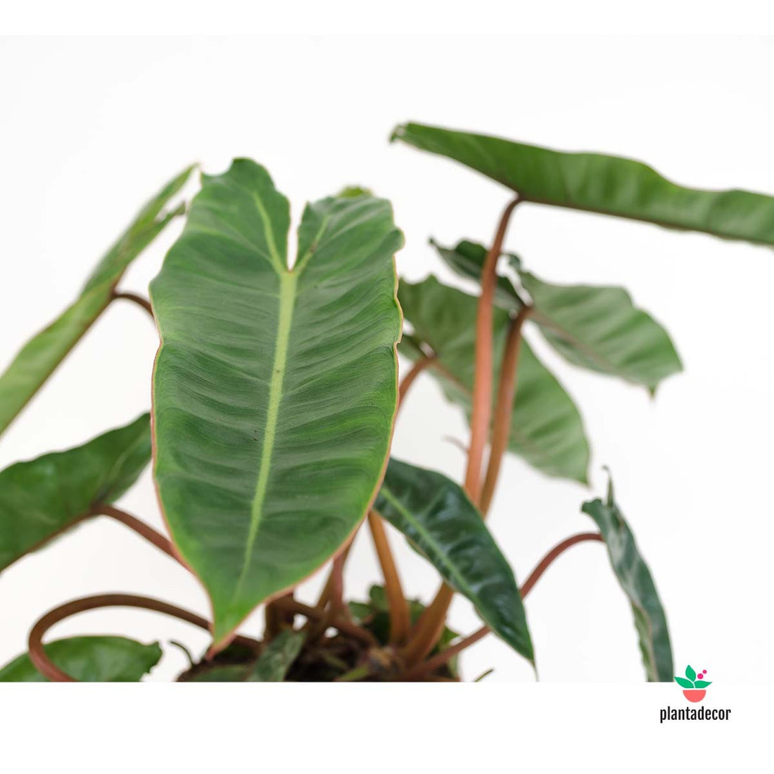 cuidados Filodendro Croata